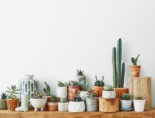 Roczna pielęgnacja kaktusów: jak dbać o nie od wiosny